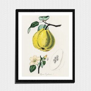 Art Print, Pear Fruit and Flower Botanical Sketch